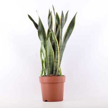 Sansewieria gwinejska (Sansevieria trifasciata 'Laurentii') - 21 cm