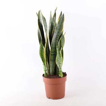 Sansewieria gwinejska (Sansevieria trifasciata 'Laurentii') - 21 cm