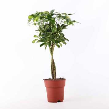 Schefflera Gold Capella