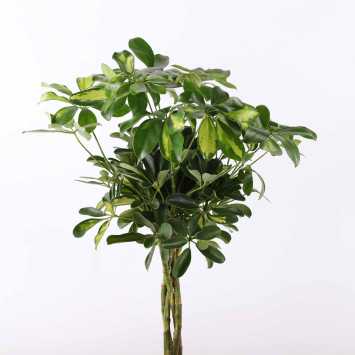 Schefflera Gold Capella