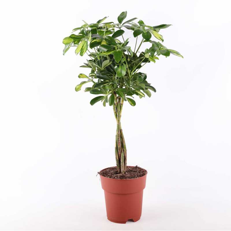 Schefflera Gold Capella