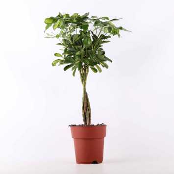 Schefflera Gold Capella