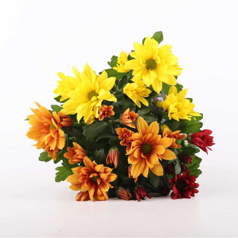 Chryzantema MIX (Chrysanthemum) - śr.donicy.: 12 cm Chryzantema MIX (Chrysanthemum) - śr.donicy.: 12 cm