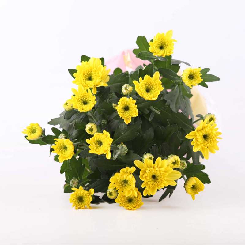 Chryzantema MIX (Chrysanthemum) - śr.donicy.: 12 cm Chryzantema MIX (Chrysanthemum) - śr.donicy.: 12 cm