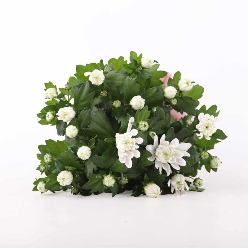 Chryzantema MIX (Chrysanthemum) - śr.donicy.: 12 cm Chryzantema MIX (Chrysanthemum) - śr.donicy.: 12 cm