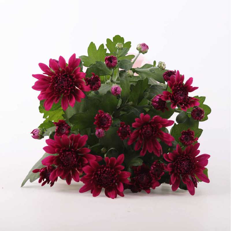 Chryzantema MIX (Chrysanthemum) - śr.donicy.: 12 cm Chryzantema MIX (Chrysanthemum) - śr.donicy.: 12 cm
