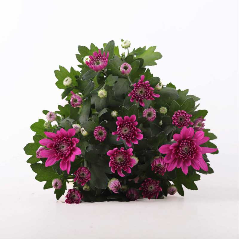 Chryzantema MIX (Chrysanthemum) - śr.donicy.: 12 cm Chryzantema MIX (Chrysanthemum) - śr.donicy.: 12 cm