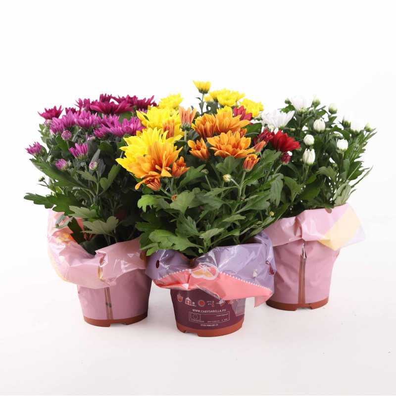 Chryzantema MIX (Chrysanthemum) - śr.donicy.: 12 cm Chryzantema MIX (Chrysanthemum) - śr.donicy.: 12 cm