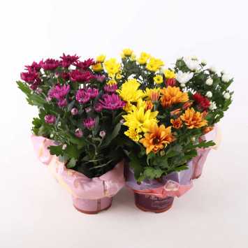 Chryzantema MIX (Chrysanthemum) - śr.donicy.: 12 cm