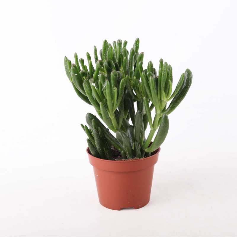 Grubosz jajowaty (Crassula ovata) - 10 cm