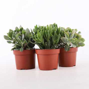 Crassula - 12 cm