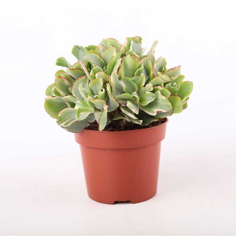 Crassula - 12 cm Crassula - 12 cm