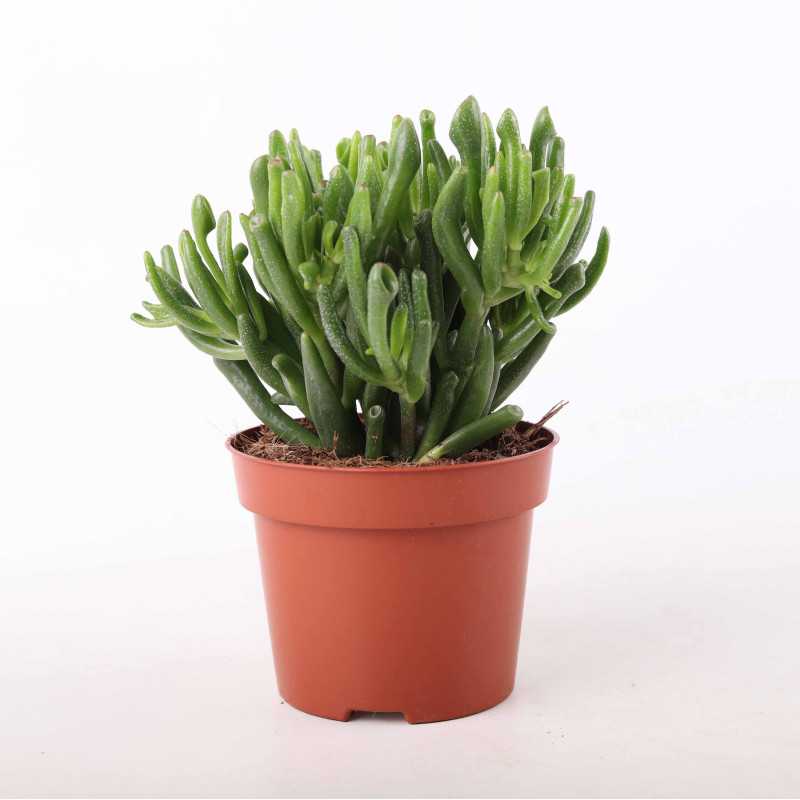 Crassula - 12 cm Crassula - 12 cm