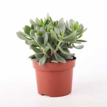 Crassula - 12 cm