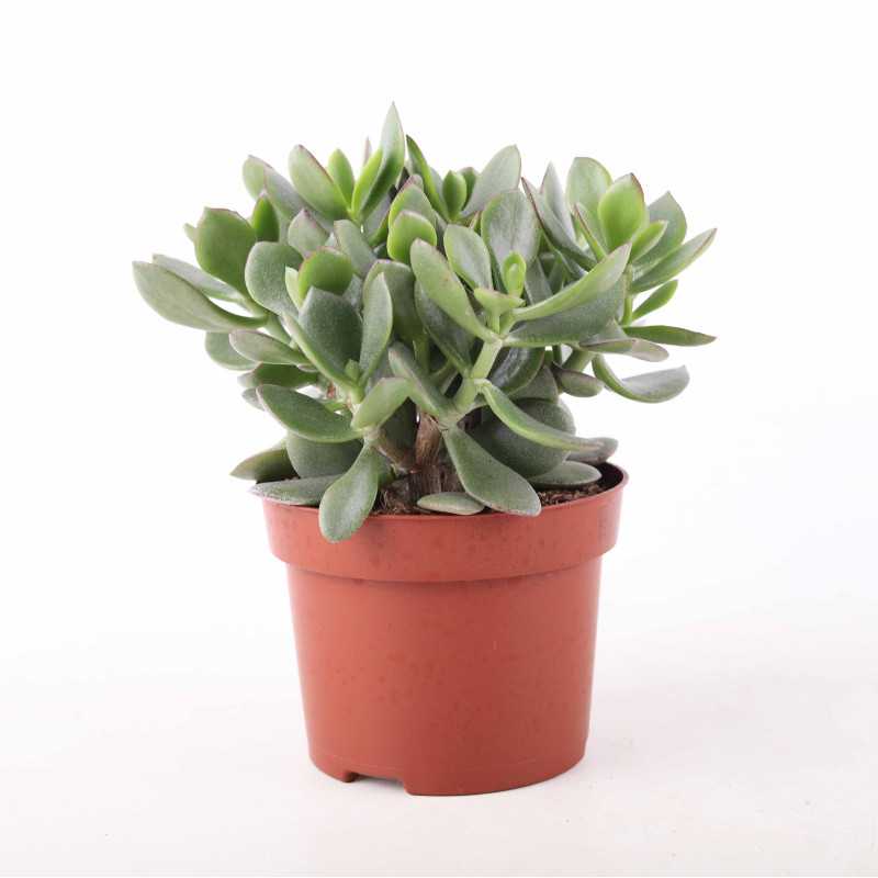 Crassula - 12 cm Crassula - 12 cm