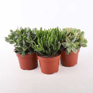 Crassula - 12 cm