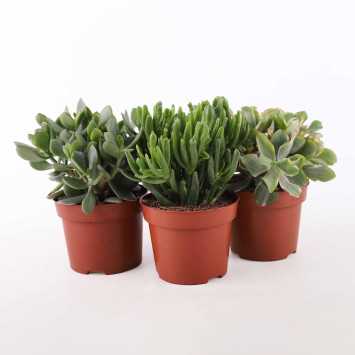 Crassula - 12 cm