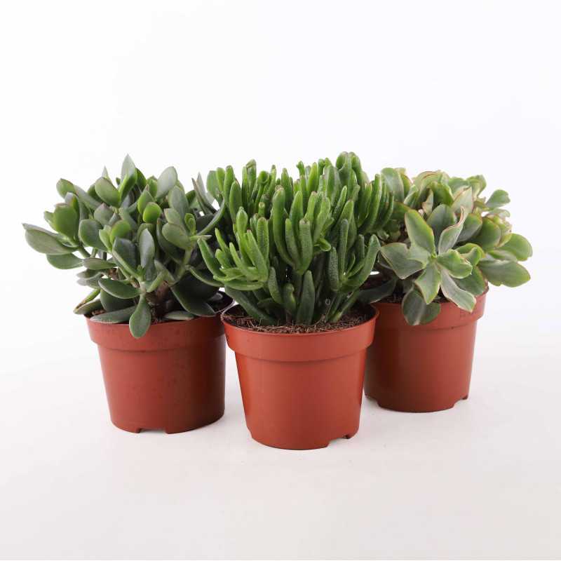 Crassula - 12 cm Crassula - 12 cm