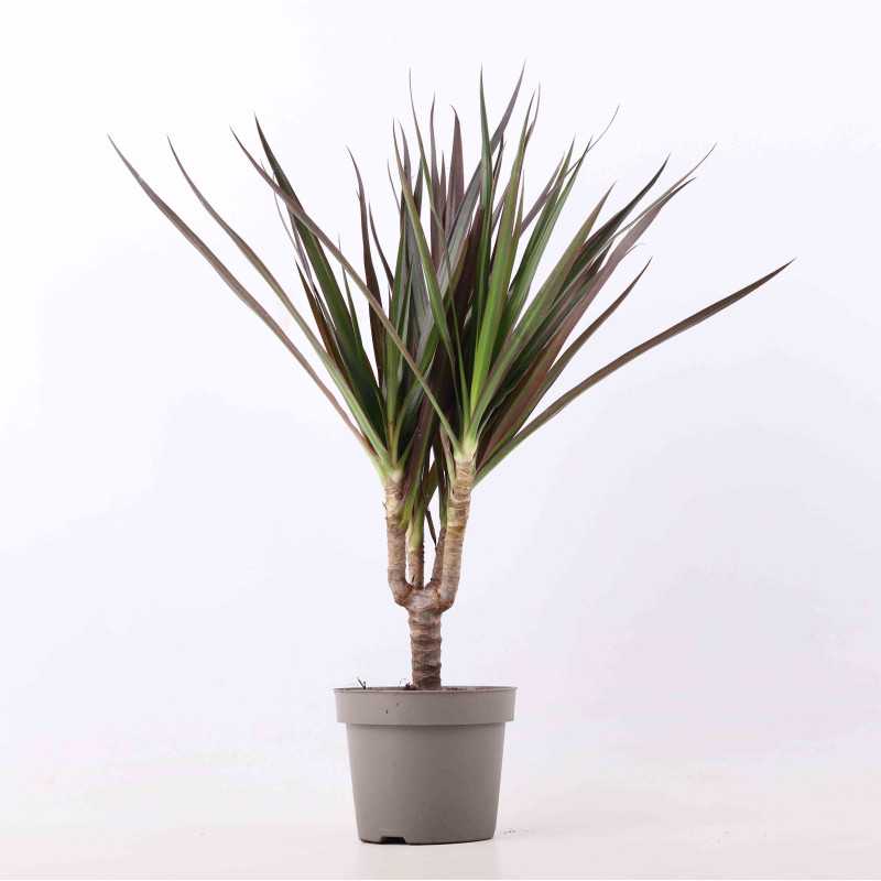 Dracaena Marginata - średnica 12 cm