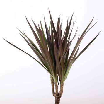 Dracaena Marginata - średnica 12 cm