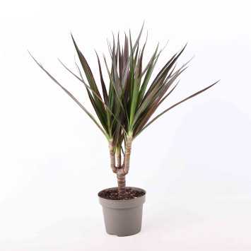 Dracaena Marginata - średnica 12 cm