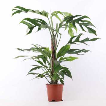 Epipremnum 'Batic Blue'