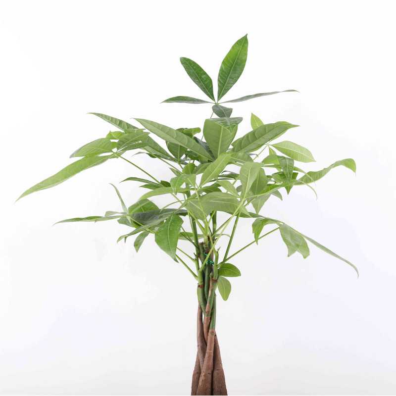 Pachira Aquatica (Pachira Wodna) Pachira Aquatica (Pachira Wodna)