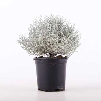 Kalocefalus Brownii 