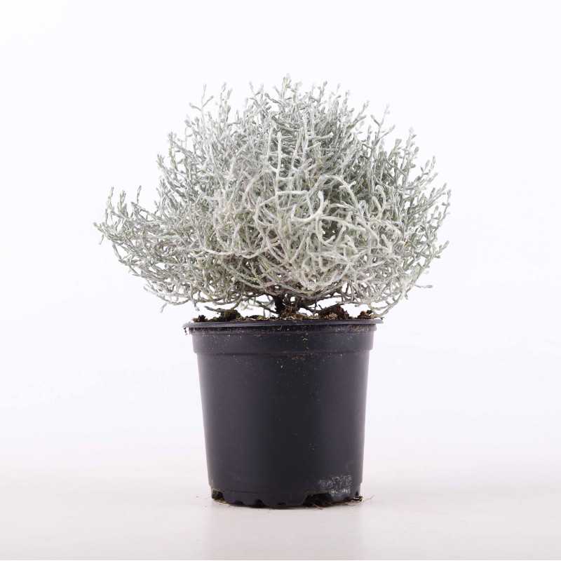 Kalocefalus Brownii 