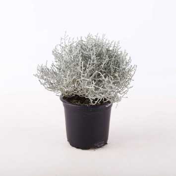 Kalocefalus Brownii 