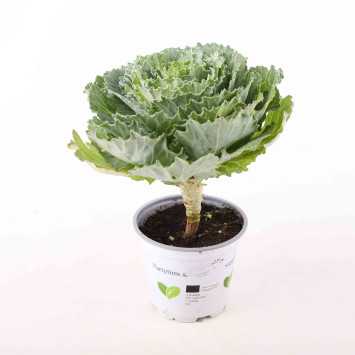 Kapusta ozdobna (Brassica oleracea)