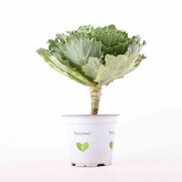 Kapusta ozdobna (Brassica oleracea)