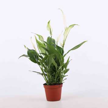 Skrzydłokwiat (Spathiphyllum) śr. 09 cm