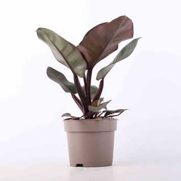 Philodendron Black Cardinal (Filodendron) - średnica: 15 cm