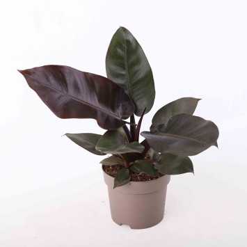 Philodendron Black Cardinal (Filodendron) - średnica: 15 cm