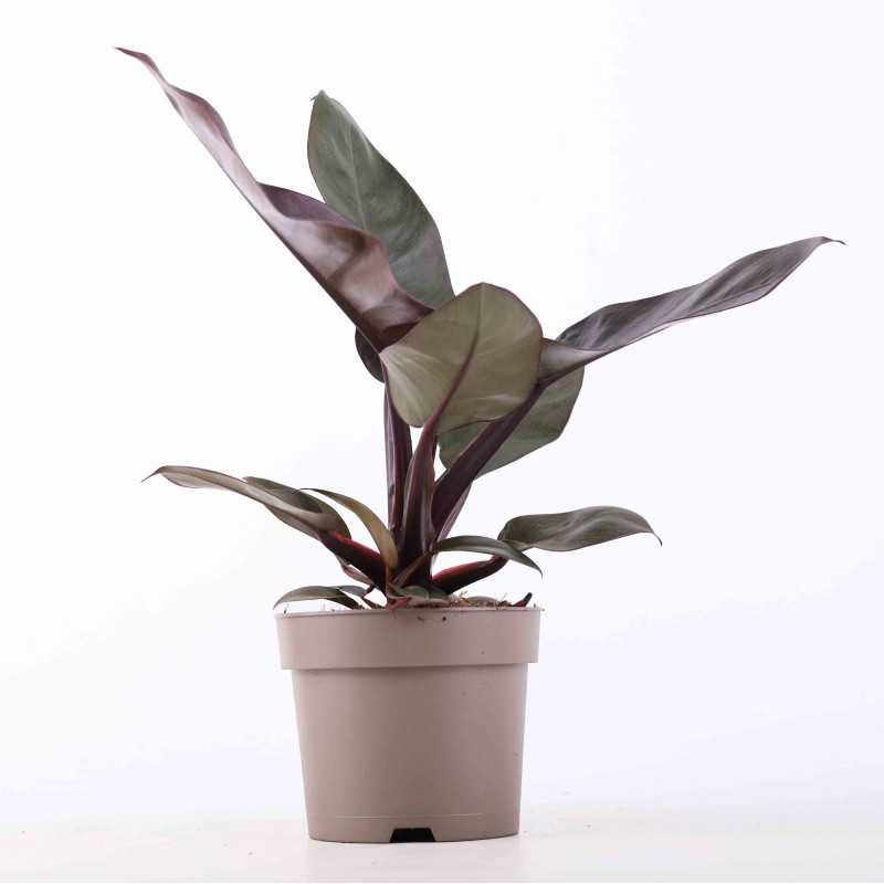 Philodendron Black Cardinal (Filodendron) - średnica: 15 cm