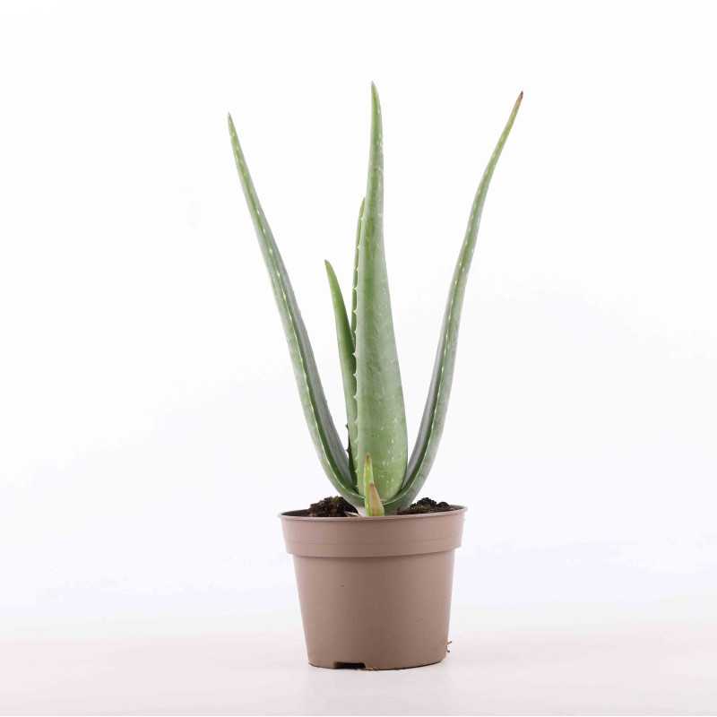 Aloe Vera (Aloes zwyczajny) - średnica: 14 cm