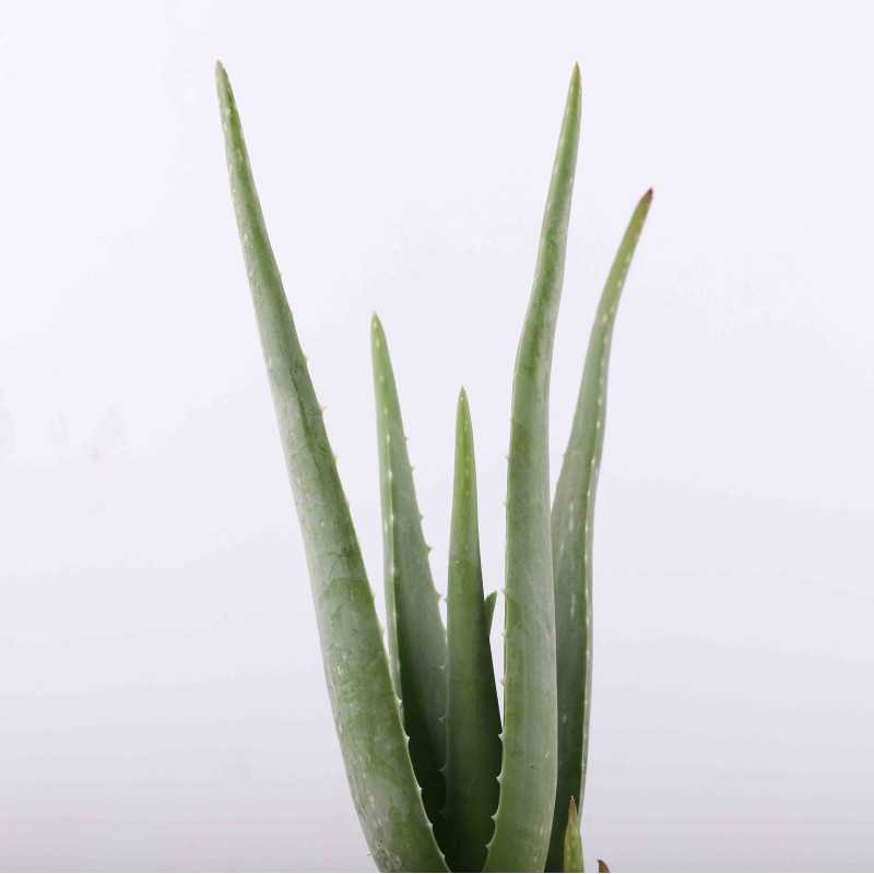 Aloe Vera (Aloes zwyczajny) - średnica: 14 cm