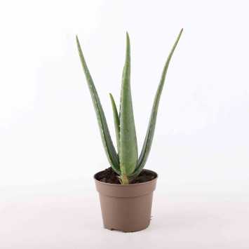 Aloe Vera (Aloes zwyczajny) - średnica: 14 cm