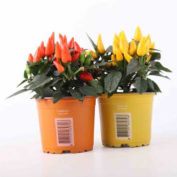 Papryczka jednorocza (Capsicum) MIX - śr.: 10 cm