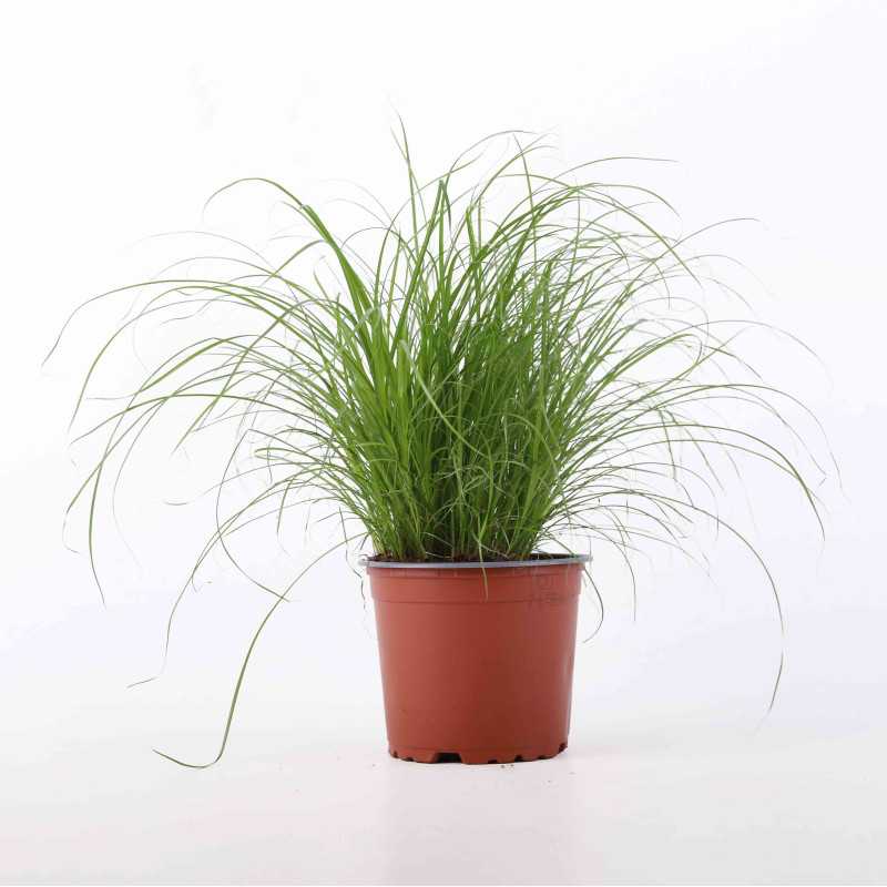 Cyperus zumula (Kocia trawa)