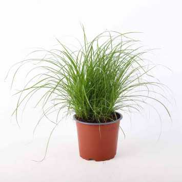 Cyperus zumula (Kocia trawa)