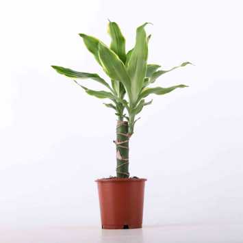 Dracena wonna (Dracaena fragrans)