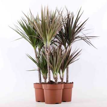 Dracena marginata (Dracena obrzeżona) - średnica: 17 cm