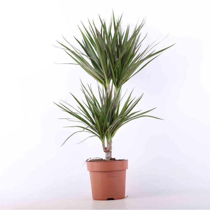 Dracena marginata (Dracena obrzeżona) - średnica: 17 cm