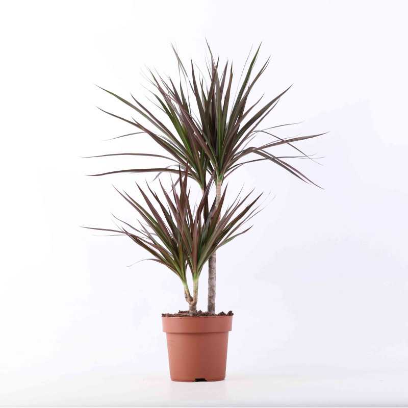 Dracena marginata (Dracena obrzeżona) - średnica: 17 cm