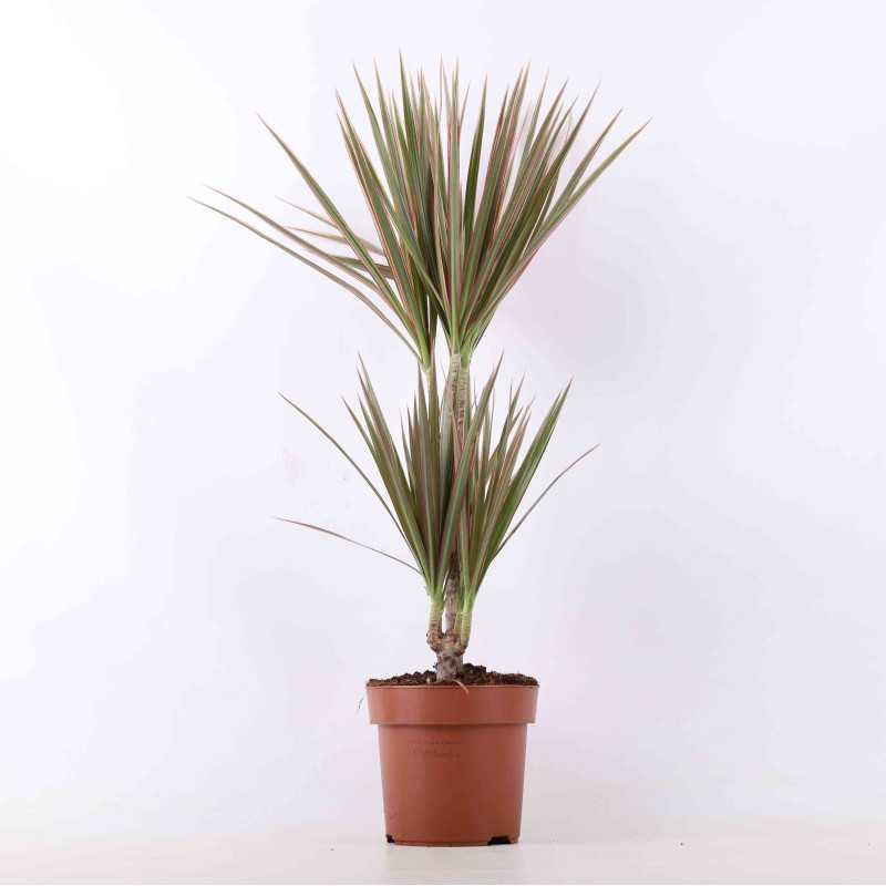 Dracena marginata (Dracena obrzeżona) - średnica: 17 cm