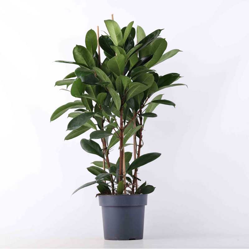 Ficus cyathistipula (Fikus) - średnica: 21 cm