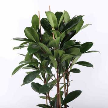 Ficus cyathistipula (Fikus) - średnica: 21 cm