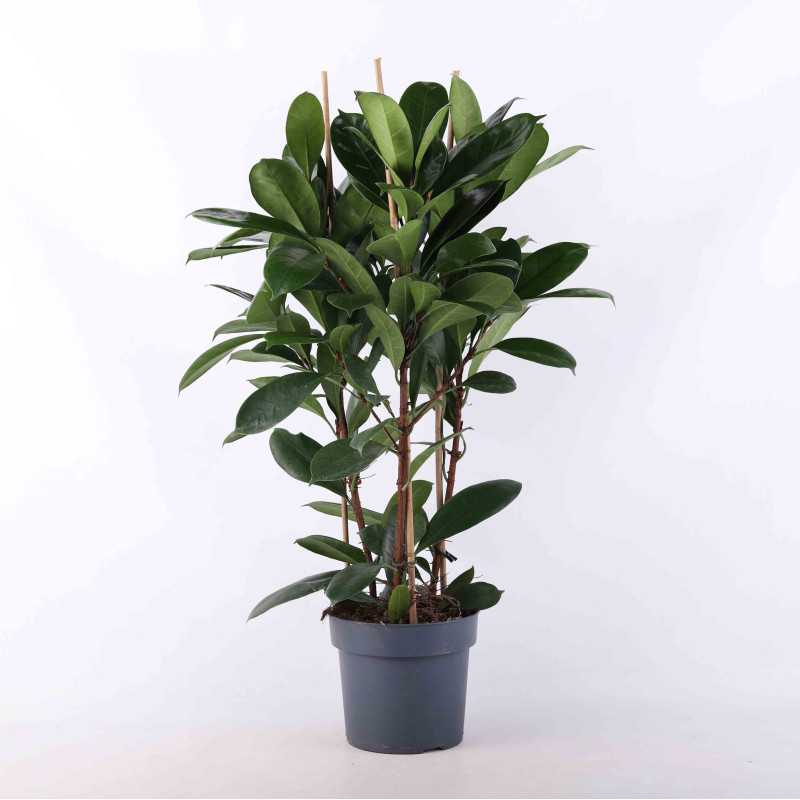 Ficus cyathistipula (Fikus) - średnica: 21 cm